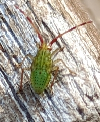 Pantilius tunicatus