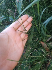 Equisetum ramosissimum