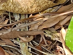 Dendrelaphis pictus