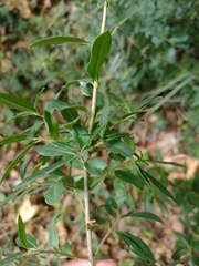 Ligustrum vulgare