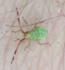 Pantilius tunicatus