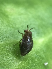 Steganopsis melanogaster