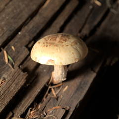 Neolentinus