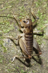 Hemiandrus