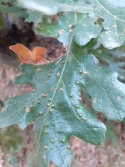 Janetia cerris