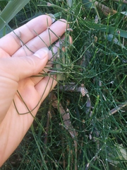 Equisetum ramosissimum