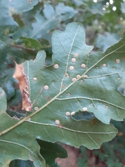 Janetia cerris