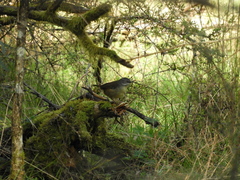 Sericornis frontalis