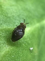 Steganopsis melanogaster