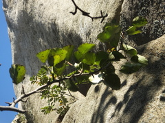Pyrus