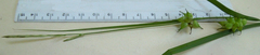 Carex tuckermanii