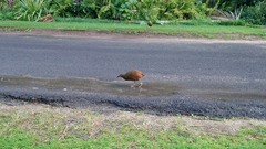 Gallirallus sylvestris