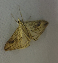 Evergestis forficalis