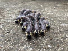 Perga affinis