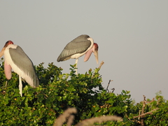 Leptoptilos crumenifer