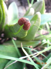 Pyrrosia confluens