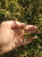 Atriplex tatarica