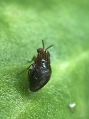 Steganopsis melanogaster