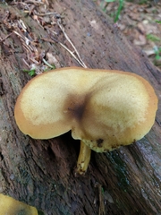 Tricholomopsis