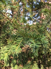 Taxus baccata