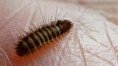 Dermestidae