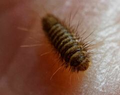 Dermestidae