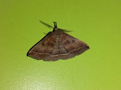 Pechipogo plumigeralis