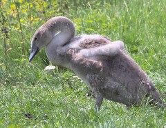 Mute Swan photo 6
