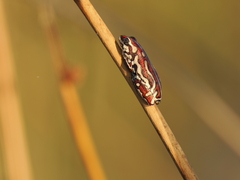 Hyperolius parallelus