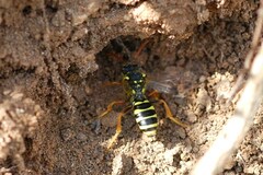 Nomada goodeniana