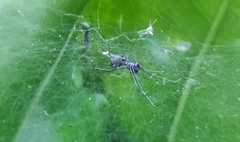 Araneae