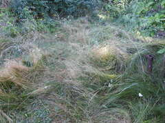 Agrostis capillaris