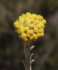 Blennospora phlegmatocarpa