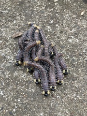 Perga affinis