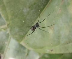 Araneae