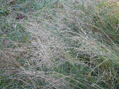 Agrostis capillaris