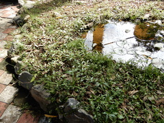 Ceriagrion auranticum