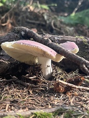 Russula xerampelina