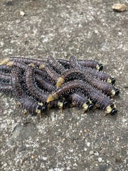 Perga affinis