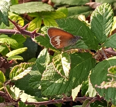 Coenonympha arcania