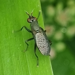 Coremacera marginata