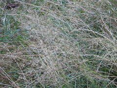 Agrostis capillaris