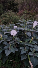 Datura innoxia