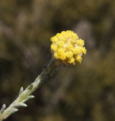 Blennospora phlegmatocarpa