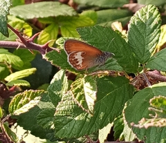 Coenonympha arcania