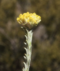 Blennospora phlegmatocarpa
