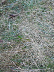 Agrostis capillaris