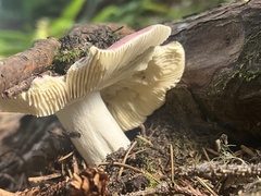 Russula xerampelina