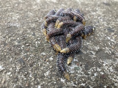 Perga affinis