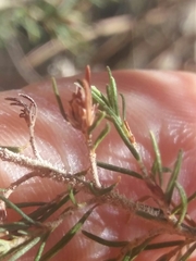 Erica arborea